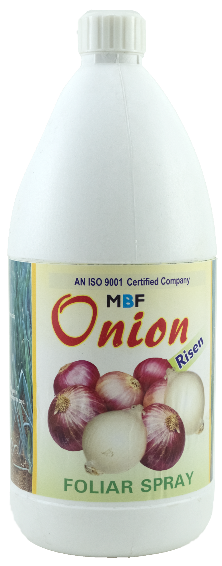 MBF Onion Risen